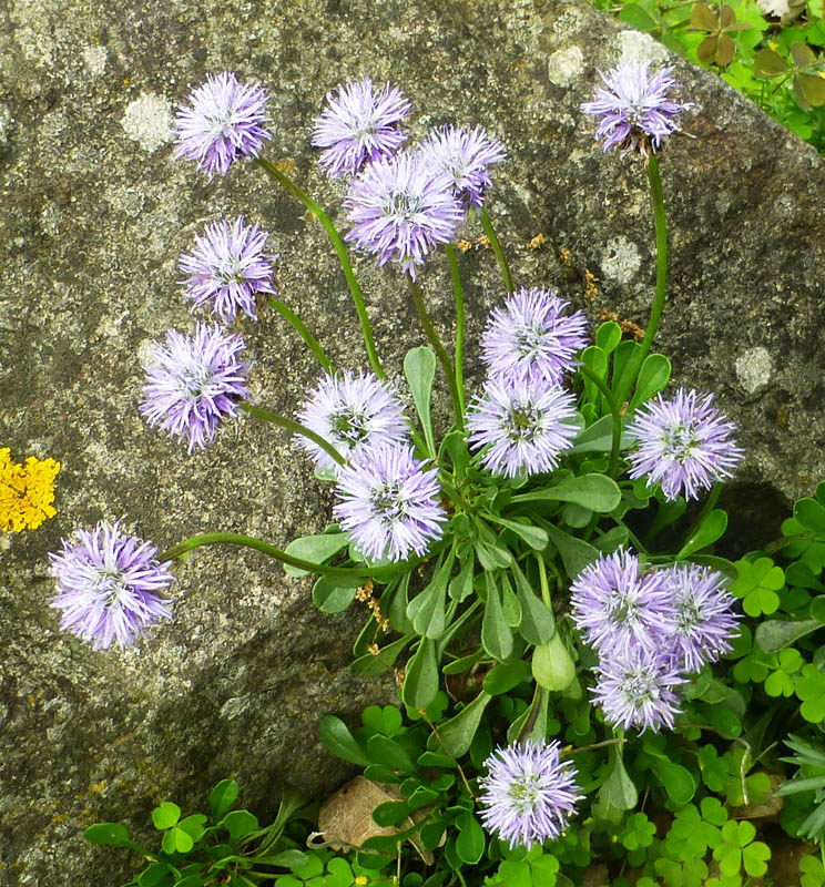 Globularia meridionalis photo